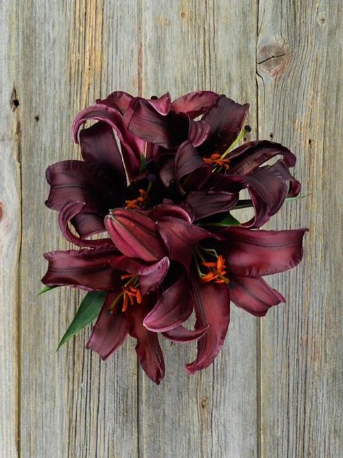 FIREBOLT 2/3 BLOOM BURGUNDY/RED HYBRID ORIENTAL LILY